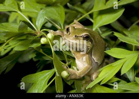 Comon, rainette rainette versicolore (Hyla arborea), personne de couleur étrange, Espagne, Burgos Banque D'Images