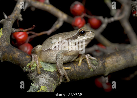 Comon, rainette rainette versicolore (Hyla arborea), gris, la Grèce, l'individu Thessalien, Olymp Banque D'Images