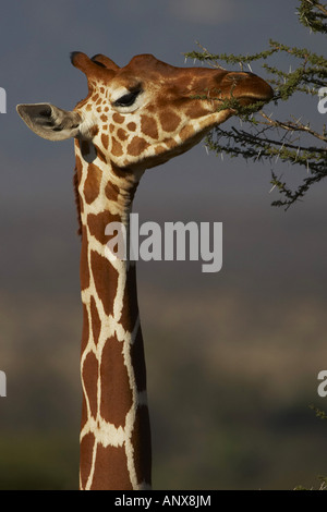Giraffe réticulée (Giraffa camelopardalis) recticulata, se nourrissant d'acacia, Kenya, Samburu National Reserve, Isiolo Banque D'Images