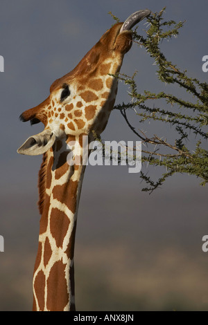Giraffe réticulée (Giraffa camelopardalis) recticulata, se nourrissant d'acacia, Kenya, Samburu National Reserve, Isiolo Banque D'Images