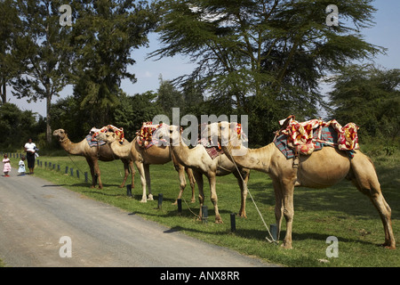 Tour de chameau au Sweetwaters Tented Camp, Kenya, Sweetwaters Game Reserve, Nanyuki Banque D'Images