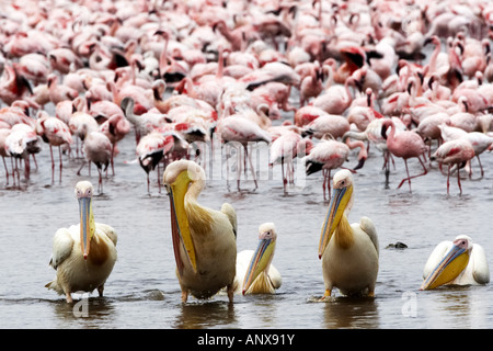 Le pélican blanc d'Amérique (Pelecanus onocrotalus), dans l'eau du lac Nakuru avec des flamants roses dans l'arrière-plan, au Kenya, le lac Nakuru Banque D'Images