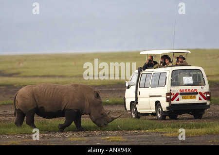Le rhinocéros noir, accro-lipped rhinoceros, parcourir rhinoceros (Diceros bicornis), en face d'un bus touristique, au Kenya, le lac Nakuru Banque D'Images