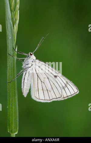 Blanc veiné de noir au brin d'herbe / Aporia crataegi Banque D'Images