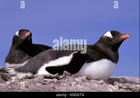 L'antarctique, péninsule antarctique, Peterman Island. Manchots Papous (Pygoscelis papua) Banque D'Images