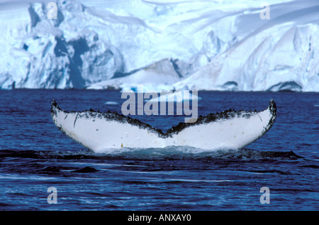 L'antarctique, péninsule antarctique. Baleine à bosse (Megaptera Novaengliae) Banque D'Images