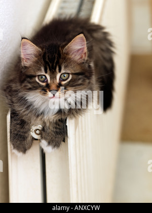 Six Semaine Tabby chaton sur un radiateur Banque D'Images