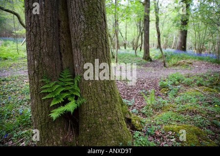 De plus en plus de fougère dans un tronc d'arbre dans une forêt anglaise au printemps Banque D'Images