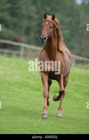 American Saddlebred - tournant sur meadow Banque D'Images