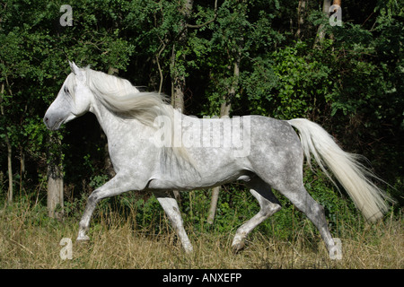 Cheval andalou - trotting on meadow Banque D'Images