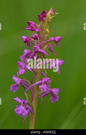 Orchidée parfumée (Gymnadenia conopsea) Banque D'Images