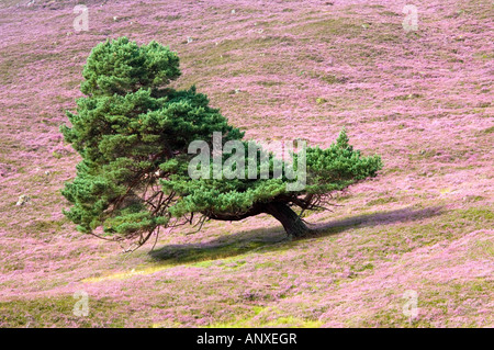 Arbre de pin sylvestre, façonnée par le vent dominant, poussant sur une plante de Heather moor dans les Cairngorms, en Écosse. Banque D'Images