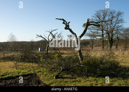 Stock Photo de deux arbres d'apple qui ont été durement taillée à l'hiver Banque D'Images