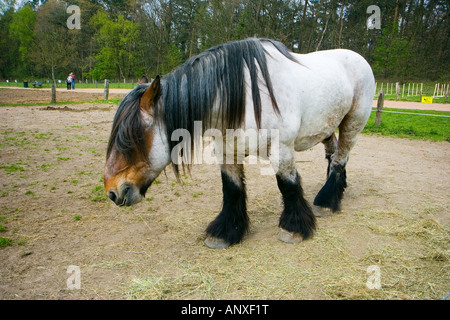 Cheval belge sur la plage, Pays-Bas Néerlandais Banque D'Images