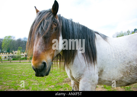 Cheval belge sur la plage, Pays-Bas Néerlandais Banque D'Images