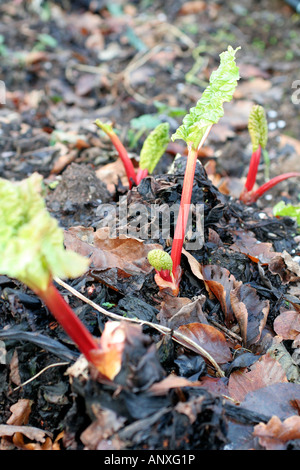 Rheum x hybridum Timperley Début de l'AGA est de commencer à se développer au début de janvier et aura une récolte pullable à la mi-mars Banque D'Images