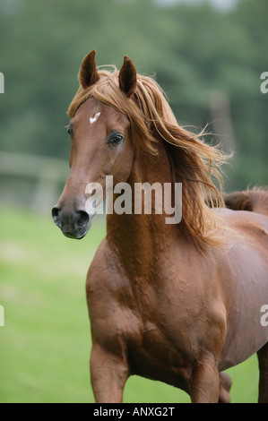 American Saddlebred on meadow Banque D'Images