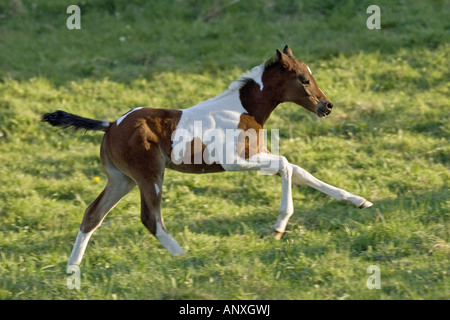 Anglo-Arabian - cheval poulain on meadow Banque D'Images