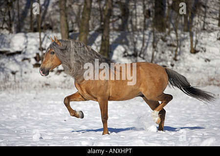 Cheval andalou - trotting dans la neige Banque D'Images