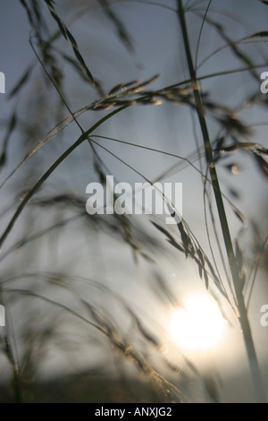 Des lames d'herbes hautes Banque D'Images