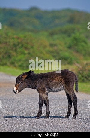Poulain âne brun foncé, New Forest, Hampshire, Angleterre Banque D'Images