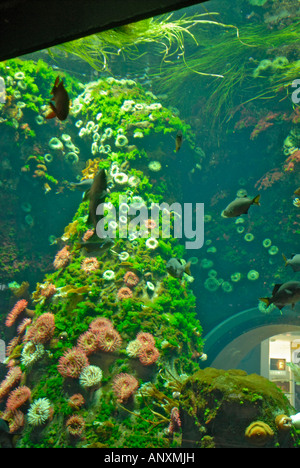 Aquarium de poissons tropicaux de l'aéroport de Vancouver Colombie-Britannique BC Canada Banque D'Images