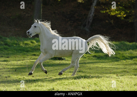 Cheval Arabe - le galop on meadow Banque D'Images