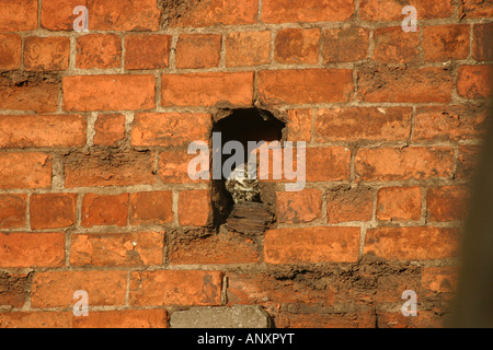 Petit Hibou assis au repos dans le trou du mur en briques anciennes. Banque D'Images