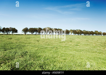 Une rangée d'arbres d'aubépine sur les South Downs Sussex England UK Banque D'Images