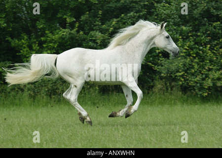 Cheval Arabe - le galop on meadow Banque D'Images