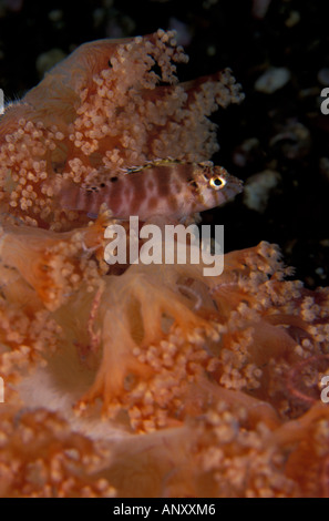 L'Indonésie, Alor, Hawkfish cachant de corail mou (Cirrhitichthys falco) Banque D'Images