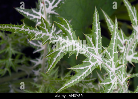 Galactites tomentosa (chardon panaché) feuilles piquantes Banque D'Images