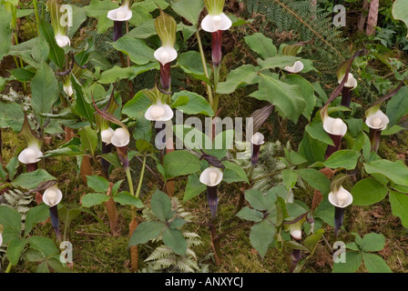 Arisaema sikokianum japonais noir prêcheur, Jack in the Pulpit fleurs sauvages en pleine croissance. Jardin d'ombre fleurs noir bois Banque D'Images