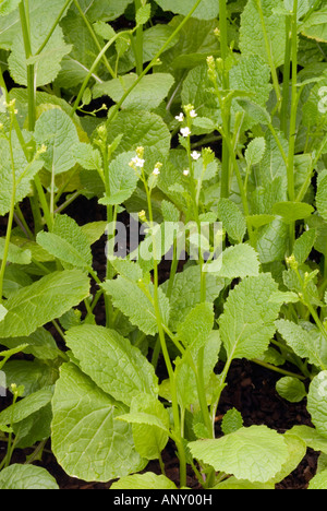 Crambe abyssinica, de plus en plus source d'huile végétale de la biomasse (acide érucique) pour les lubrifiants industriels, isolation électrique, plastiques Banque D'Images