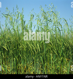 La folle avoine Avena fatua arables mauvaises herbes graminées annuelles fleurs en récolte de l'orge dans l'oreille verte Banque D'Images