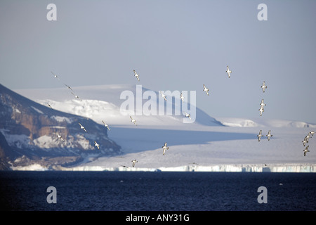 L'antarctique, péninsule antarctique. Un troupeau de le lieu commun Cape Petrel en vol au dessus de l'une des baies de la péninsule. Banque D'Images