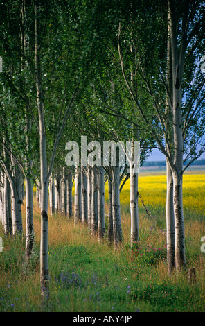 Le Kirghizistan, l'Issyk Kul, Cholpon Ata. Stand des peupliers près du lac Issyk Kul. Issyk Kul est le plus grand lac au Kirghizistan. Banque D'Images