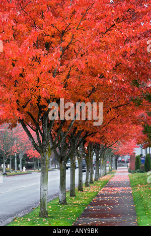 Rue bordée d'arbres aux couleurs de l'automne Issaquah Washington Banque D'Images