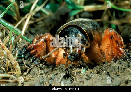 COURTILLIERE Gryllotalpa gryllotalpa Europe France ANIMAL INSECTE INSECTE COURTILIÈRE Europe Banque D'Images