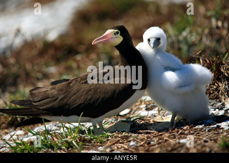 Fou brun Sula leucogaster est un grand oiseau marin de la famille des bassan Abrolhos island Etat de Bahia Brésil Banque D'Images