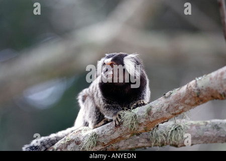 Sagui mico-Noire ouistiti Callithrix penicillata touffetées, également connu sous le nom de black-ouistiti crayonnés à Ilha Grande Brésil Banque D'Images