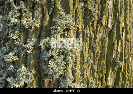 Lichen vert sur un tronc d'arbre écorce écorce de chêne, oaktree à hiver Banque D'Images