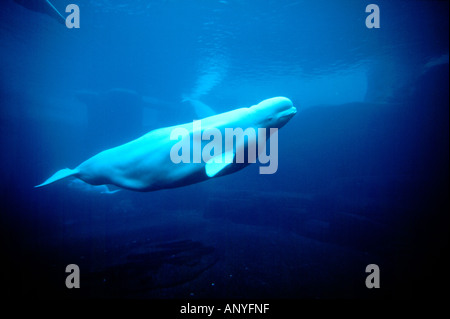 Amérique du Nord, Canada, Colombie-Britannique, Vancouver, Vancouver Aquarium, les bélugas dans grand réservoir d'aquarium. Banque D'Images