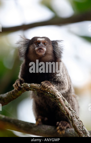 Sagui mico-Noire ouistiti Callithrix penicillata touffetées, également connu sous le nom de black-ouistiti crayonnés à Ilha Grande Brésil Banque D'Images