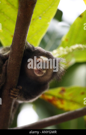 Sagui mico-Noire ouistiti Callithrix penicillata touffetées, également connu sous le nom de black-ouistiti crayonnés à Ilha Grande Brésil Banque D'Images