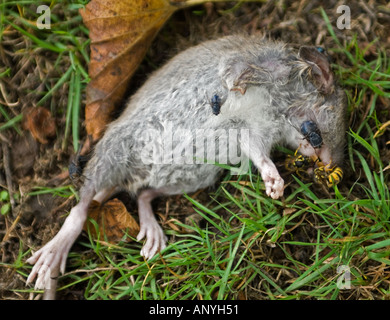 Rat mort envahi par les mouches et les guêpes Banque D'Images