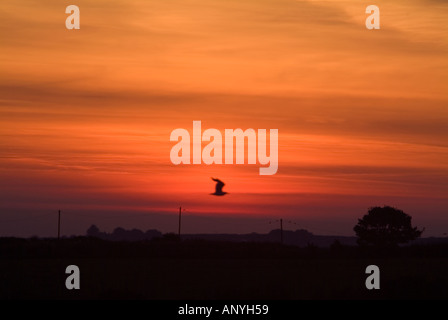 Une mouette solitaire silhouetté contre un lever du soleil spectaculaire à leur aire d'alimentation de vol Banque D'Images