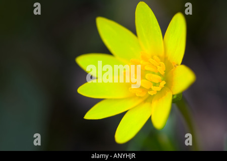 Fleur jaune Banque D'Images