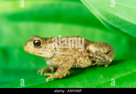 Crapaud bébé reposant sur une feuille Banque D'Images