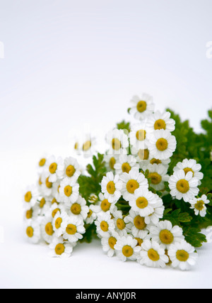 Marguerites matricaire tourné sur un fond blanc. Banque D'Images